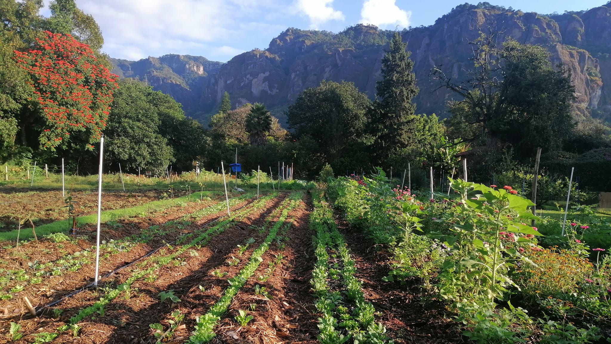Huerto agroecológico de SOLAR rodeado por las montañas de Tepoztlán