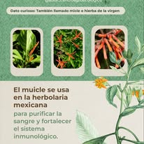 Pieza informativa sobre el muicle
